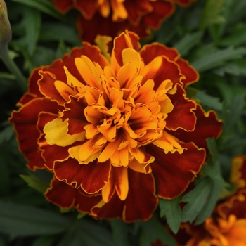 Tagetes patula 'Bonanza Harmony' - Marigold