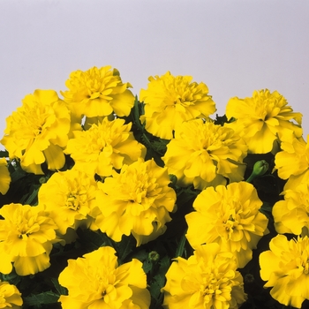 Tagetes patula 'Bonanza Yellow' - Marigold