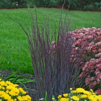 Schizachyrium scoparium 'Smoke Signal' - Little Bluestem