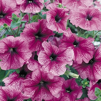 Petunia hybrida 'Daddy Sugar' - Petunia