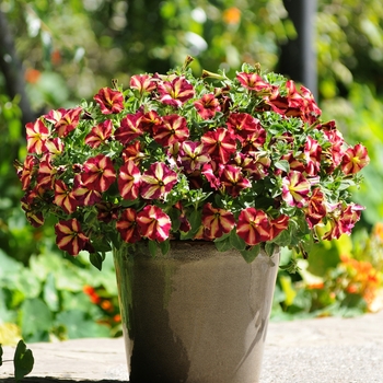 Petunia 'Cha-Ching Cherry' - Petunia