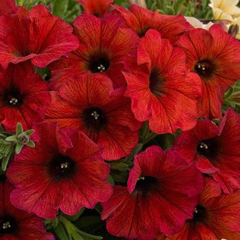 Petunia SuperCal® 'Premium Bordeaux' - Petunia (Petchoa)