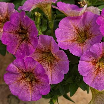 Petunia SuperCal® 'Premium Sunray Pink' - Petunia (Petchoa)