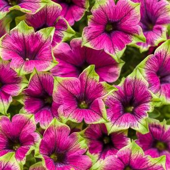 Petunia 'Supertunia® Picasso in Purple®' - Petunia