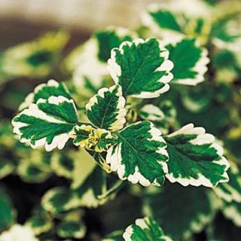 Plectranthus coleoides 'Variegata' - Plectranthus