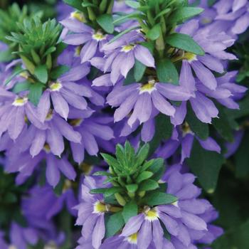 Scaevola aemula 'Fairy™ Blue' - Fan Flower