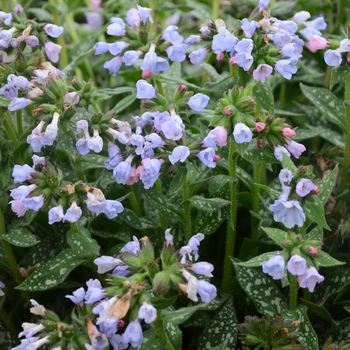 Pulmonaria 'Twinkle Toes' - Lungwort, Bethlehem Sage