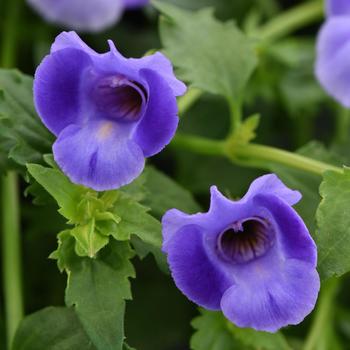 Torenia 'Summer Wave® Large Blue' - Wishbone Flower