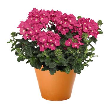 Verbena 'Empress Flair Pink Charme' - Verbena