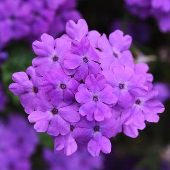 Verbena peruviana 'Firehouse™ Grape' - Verbena