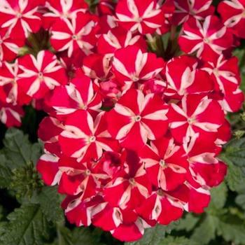 Verbena 'Voodoo Red Star ' - Verbena