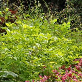 Talinum paniculatum 'Limon' - Talinum paniculatum