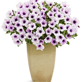 Petunia hybrid - Supertunia® Trailing Blue Veined