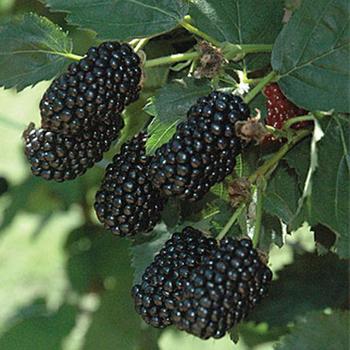 Rubus 'Prime-Ark® Freedom ' - Blackberry