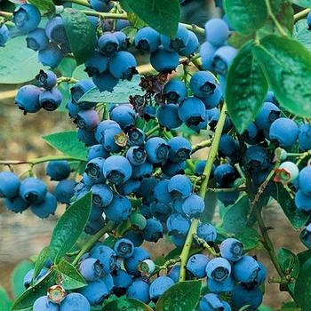 Vaccinium corymbosum 'Chippewa' - Blueberry