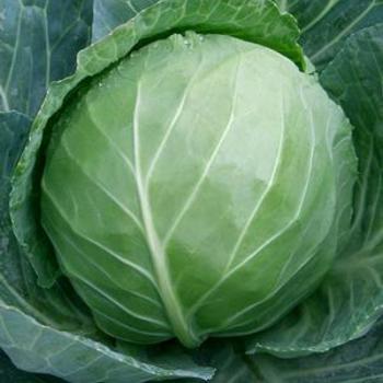 Brassica oleracea var. capitata 'Early White' - Cabbage