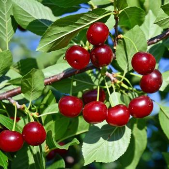 Prunus fruticosa x cerasus 'Carmine Jewel™' - Cherry, Bush