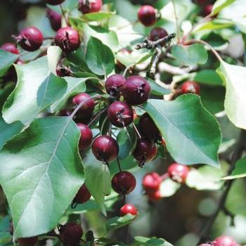 Prunus cerasus 'Romeo™' - Cherry, Bush