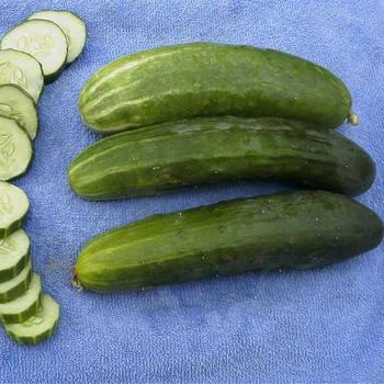 Cucumis sativus 'Bush Crop' - Cucumber