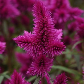 Celosia 'Intenz Classic' - Celosia