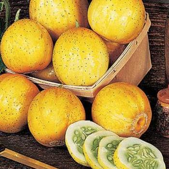 Cucumis sativus 'Lemon' - Cucumber