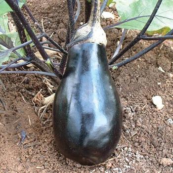 Solanum melongena 'Black Beauty' - Eggplant