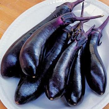 Solanum melongena 'Millionaire' - Eggplant