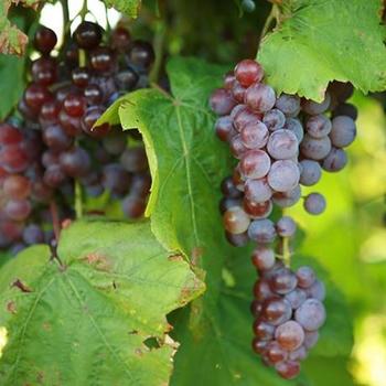 Vitis ' Swenson Red' - Grape