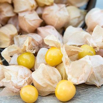 Physalis pruinosa 'Aunt Molly's' - Ground Cherry