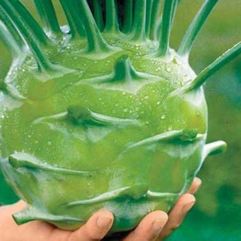 Brassica oleracea 'Kossak Hybrid' - Kohlrabi