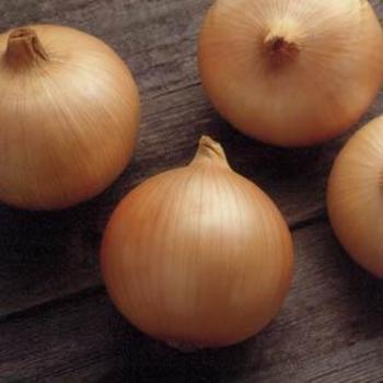Allium cepa 'Candy' - Onion