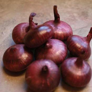 Allium cepa 'Red Marble Hybrid Cippolinis ' - Onion
