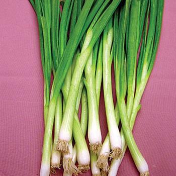 Allium cepa 'White Lisbon Bunching' - Onion