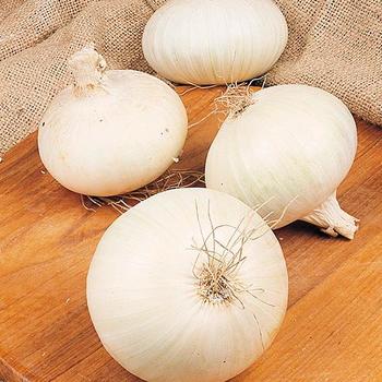 Allium cepa 'White Snowball' - Onion