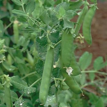 Pisum sativum 'Oregon Sugar Pod' - Pea