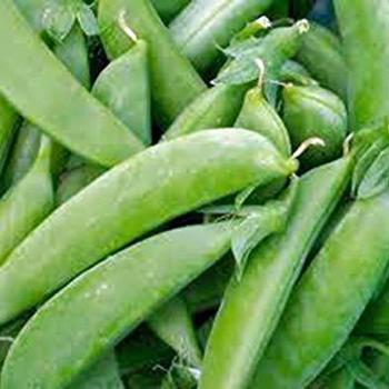 Pisum sativum 'Sugar Snap' - Pea