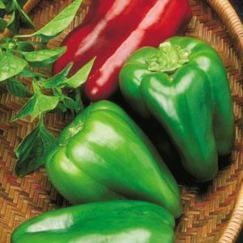 Capsicum annuum 'Big Bertha' - Pepper, Sweet Bell