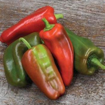 Capsicum annuum 'Costa Rican' - Pepper, Sweet Bell