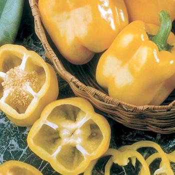 Capsicum annuum 'Early Sunsation' - Pepper, Sweet Bell