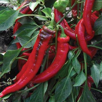 Capsicum annuum 'Jimmy Nardello' - Pepper, Sweet Bell