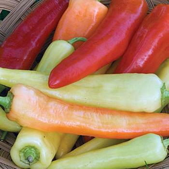 Capsicum annuum 'Sweet Banana' - Pepper, Sweet Bell