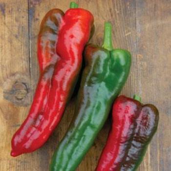 Capsicum annuum 'Thunderbolt' - Pepper, Sweet Bell