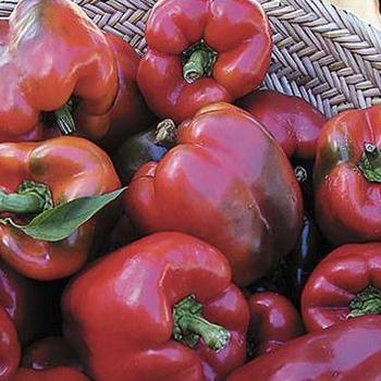 Capsicum annuum 'Wisconsin Lakes' - Pepper, Sweet Bell