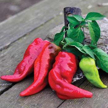 Capsicum annuum 'Beaver Dam' - Pepper, Hot