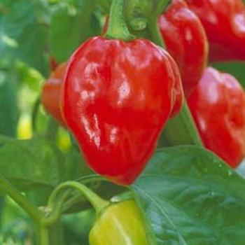 Capsicum chinense 'Habanero Caribbean Red Hot' - Pepper, Hot