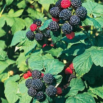 Rubus occidentalis 'Bristol Black' - Raspberry