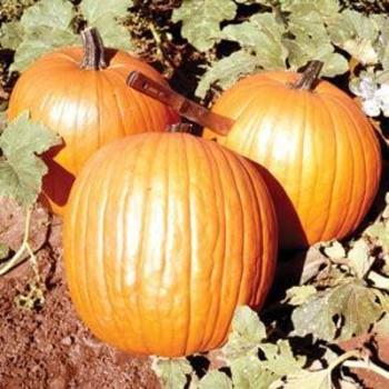 Cucurbita pepo 'Howden' - Pumpkin