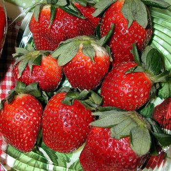 Fragaria ananassa 'Fort Laramie' - Strawberry