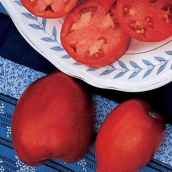 Solanum lycopersicum 'Amish Paste' - Tomato