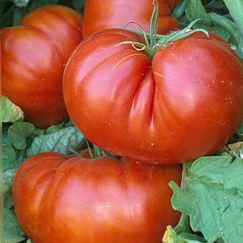 Solanum lycopersicum 'Aussie' - Tomato